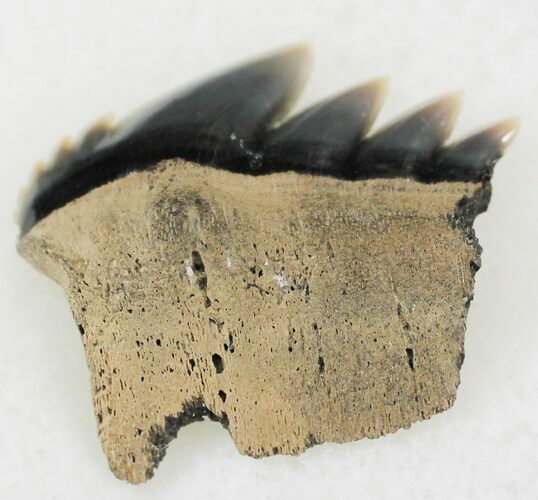 Fossil Cow Shark (Notorynchus) Tooth - Maryland #24267